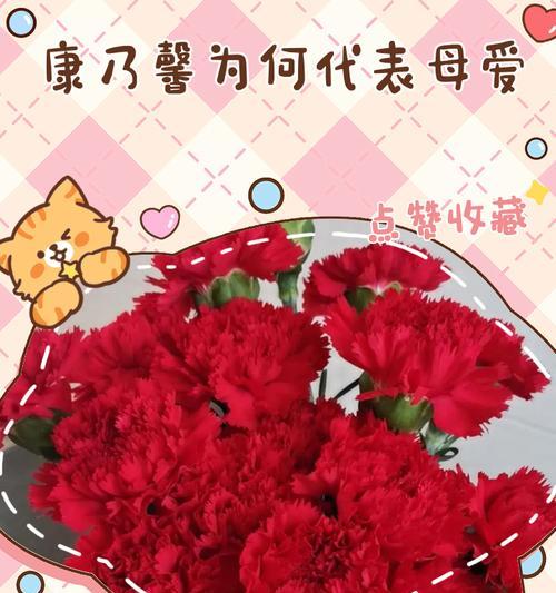 雨中康乃馨的花语含义是什么？