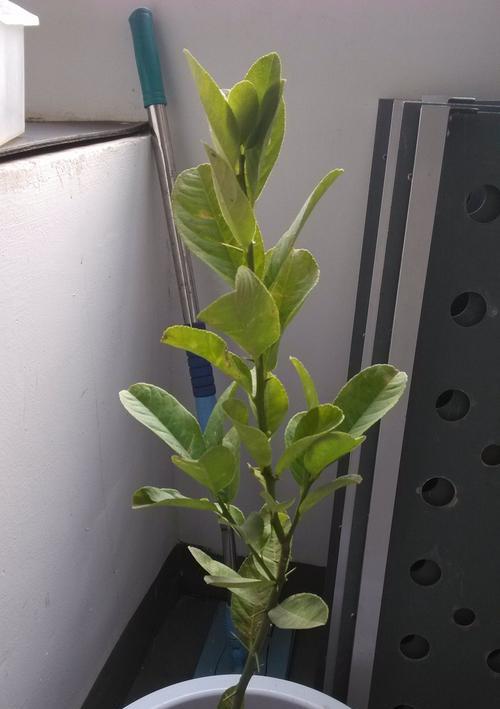盆栽柠椽不开花的原因是什么？如何解决？