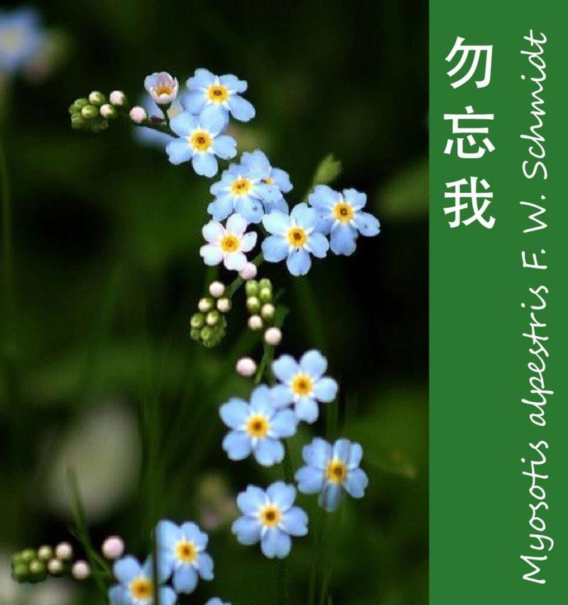鲜花花草的花语通常表达什么？