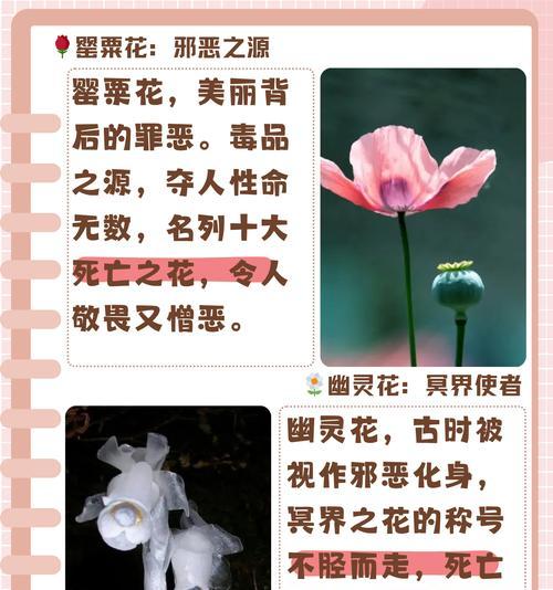 鲜花花草的花语通常表达什么？