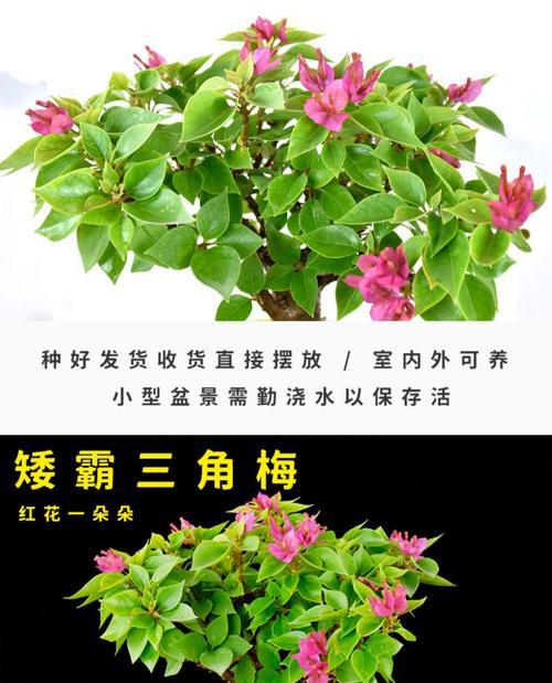 盆栽三角梅怎么养？养殖过程中应注意哪些问题？