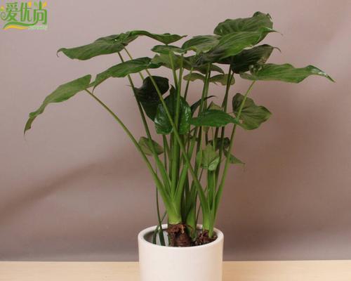 盆栽用什么盆好？如何根据植物选择合适的花盆？