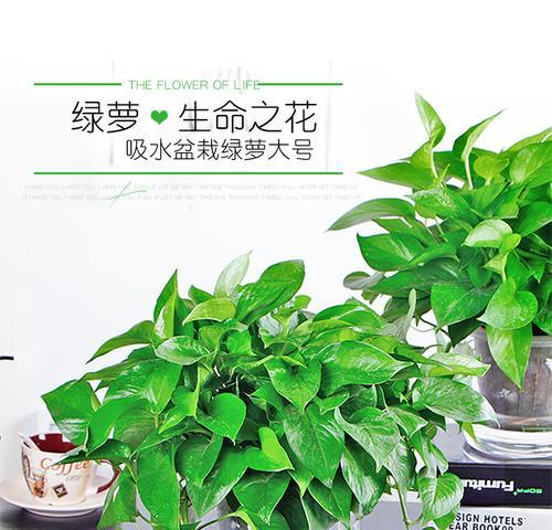 盆栽用什么盆好？如何根据植物选择合适的花盆？