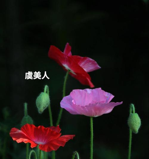 哪种花的花语是美化灵魂？