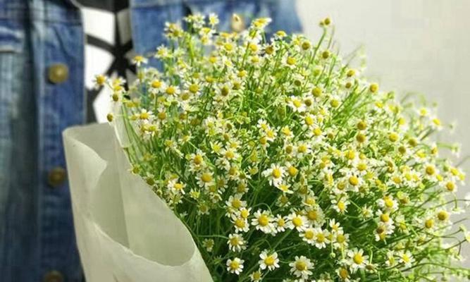 绿雏菊花的花语和寓意有何特别之处？