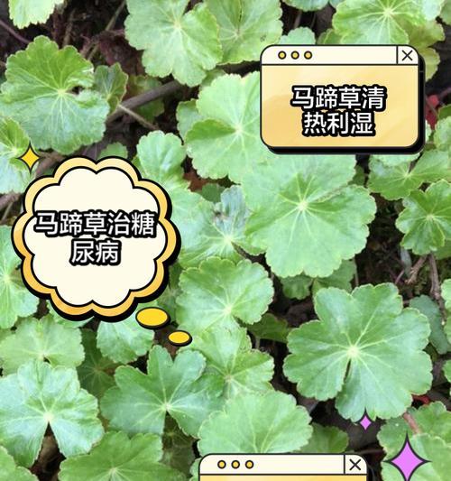 马蹄花语是什么意思啊怎么读？马蹄花语的正确读法是什么？