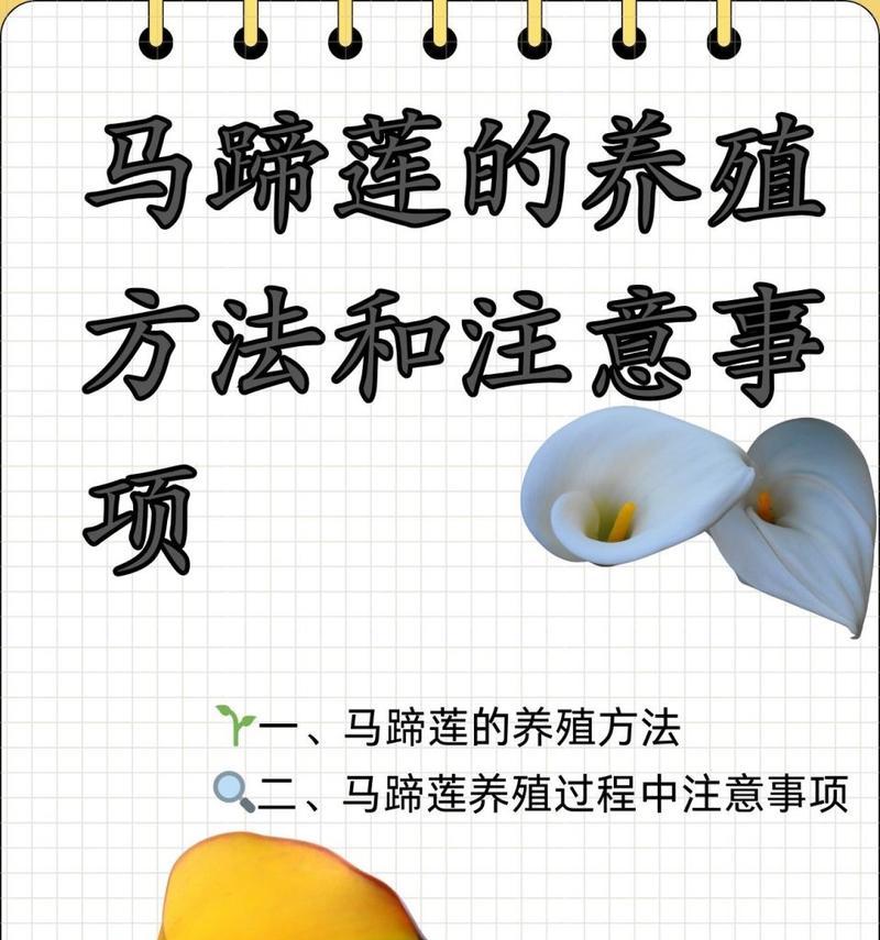 马蹄花语是什么意思啊怎么读？马蹄花语的正确读法是什么？