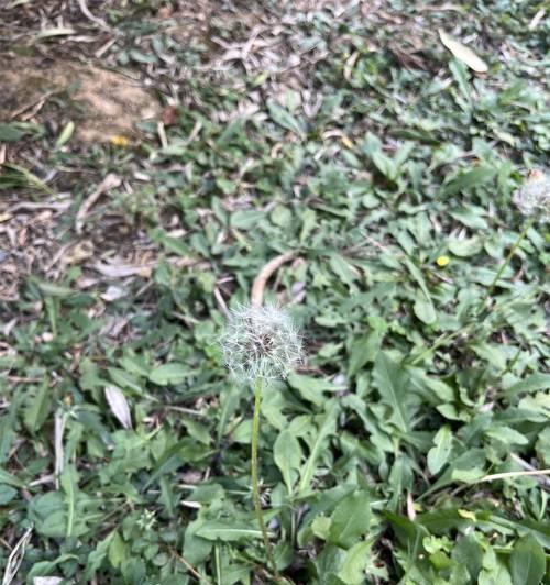 黑夜中的蒲公英的花语是什么？蒲公英在夜晚的花语有何不同？