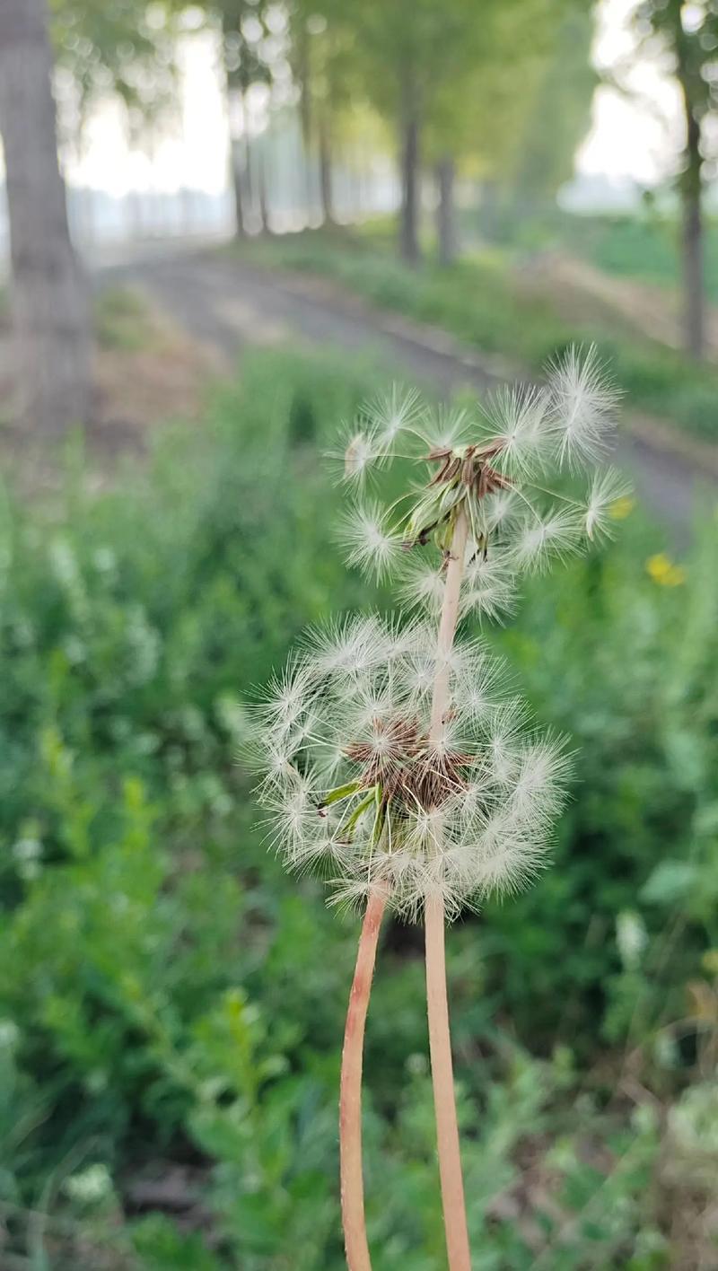 黑夜中的蒲公英的花语是什么？蒲公英在夜晚的花语有何不同？