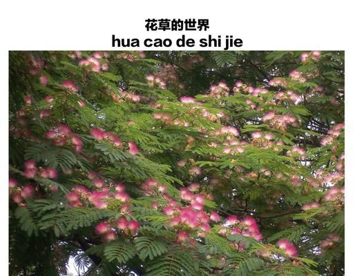 黄色合欢花的花语传递了哪些信息？