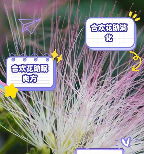 黄色合欢花的花语传递了哪些信息？