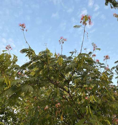 黄色合欢花的花语传递了哪些信息？