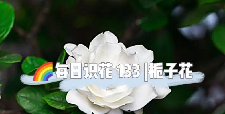 紫栀子的花语有哪些深层含义？