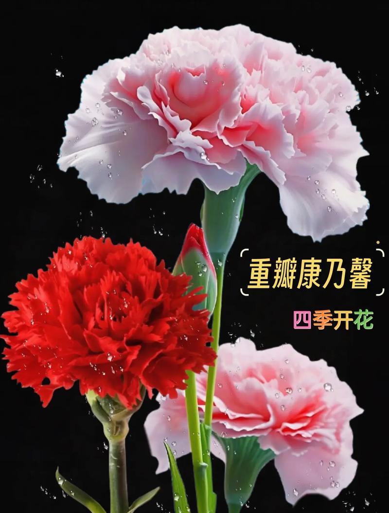 粉白康乃馨花语是什么？石竹香的花语又是什么？