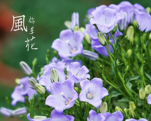 哪种花的花语是保护重要的人？它象征着什么？