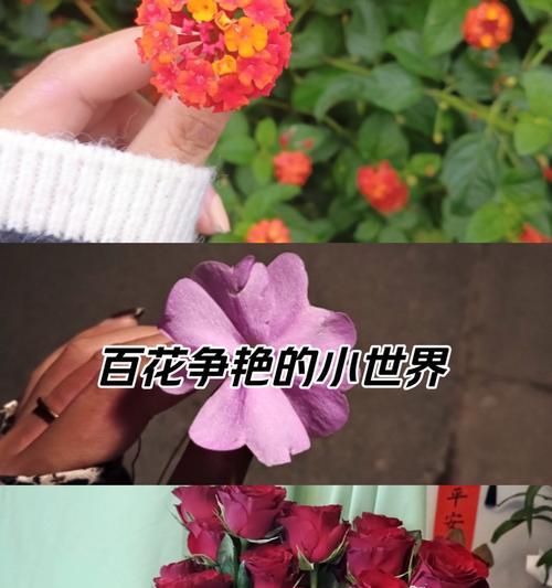 为什么路边的野花不要采的花语？紫罗兰的花语好听吗为什么？