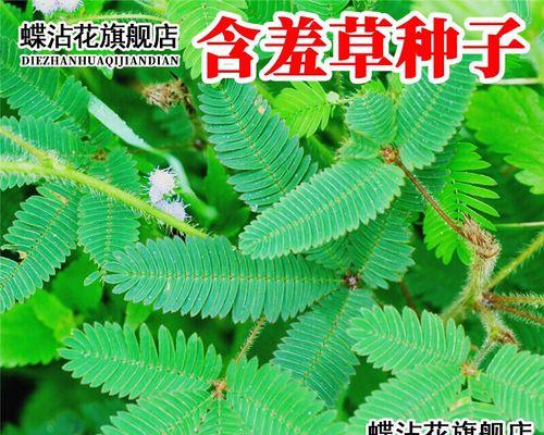 盆栽种子种植方法是什么？如何确保种子发芽率高？