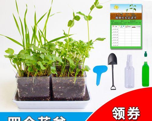 盆栽种子种植方法是什么？如何确保种子发芽率高？