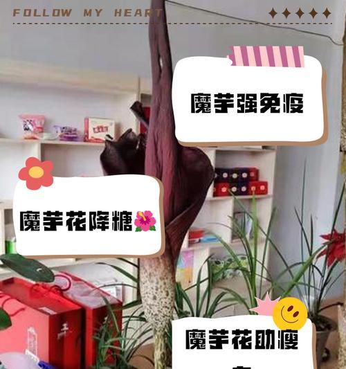 魔芋爽花语有何含义？魔芋爽的花语代表什么？