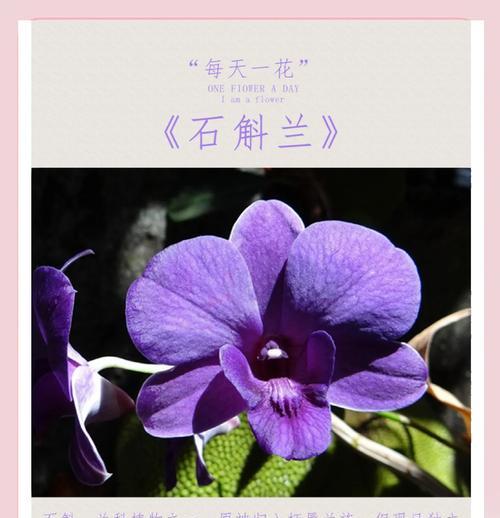送花给爱人的深情花语是什么？宣布当爸爸的花语又是什么呢？