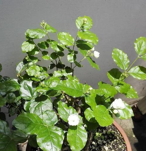 盆栽茉莉冬天掉叶子正常吗？如何防止茉莉冬季落叶？
