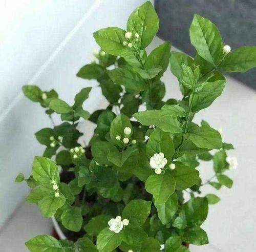 盆栽茉莉冬天掉叶子正常吗？如何防止茉莉冬季落叶？