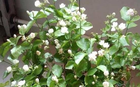 盆栽茉莉冬天养护方法是什么？如何确保茉莉安全过冬？