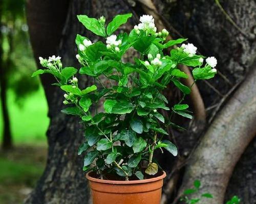 盆栽茉莉一年能开几次花？花期月份与时间如何确定？