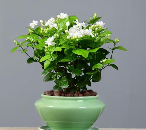 盆栽茉莉一年能开几次花？花期月份与时间如何确定？