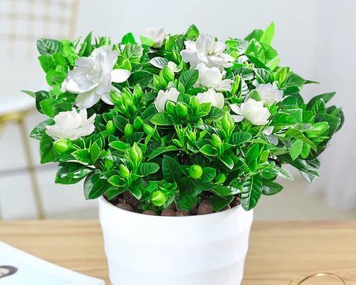 盆栽栀子花好养吗？家养栀子花的正确方法是什么？