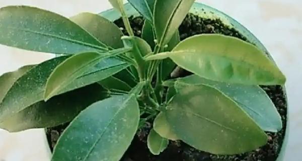 盆栽橘子树修剪方法是什么？如何正确修剪盆栽橘子树？