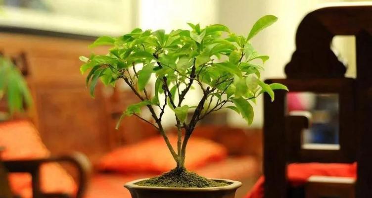 盆栽橘子修剪方法是什么？如何正确修剪盆栽橘子？