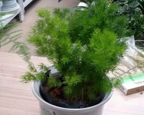 蓬莱松养殖方法是什么？养殖过程中需要注意哪些事项？