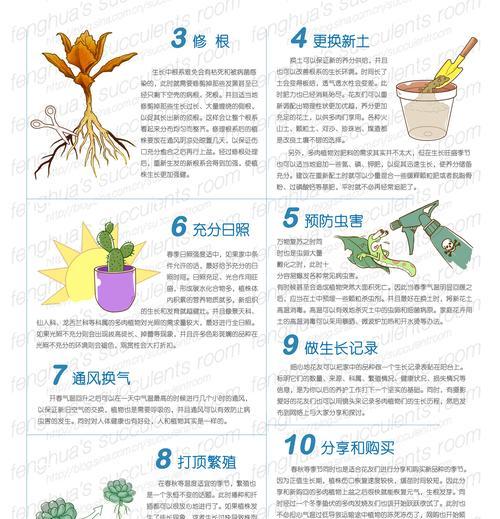 蓬莱松养殖方法是什么？养殖过程中需要注意哪些事项？