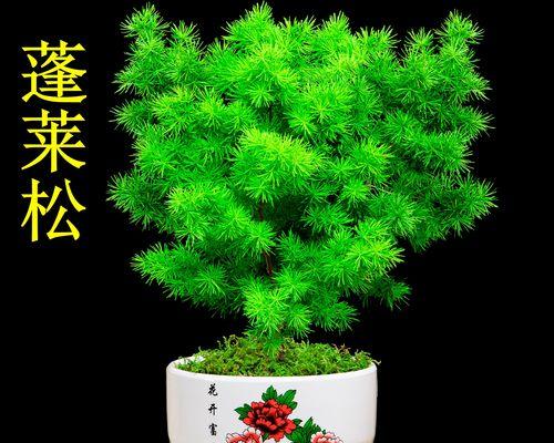 蓬莱松适合室内还是室外种植？养护要点有哪些？