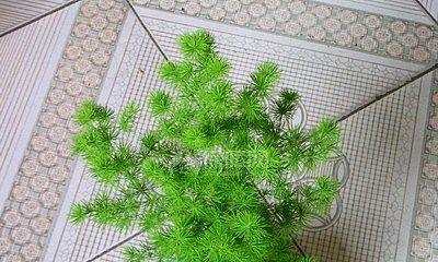 蓬莱松浇水要浇透吗？如何正确进行水分管理？