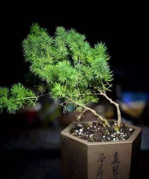 蓬莱松浇水要浇透吗？如何正确进行水分管理？