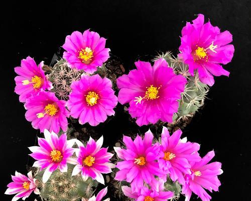 蓬莱松会开花吗？开花时的形态特征是什么？