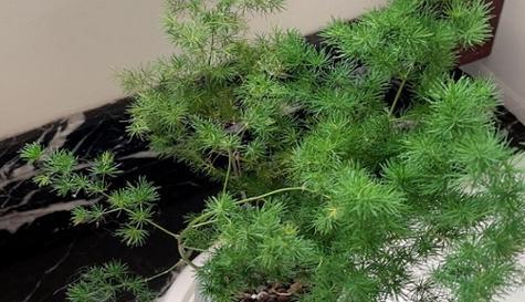 蓬莱松会开花吗？开花时的形态特征是什么？
