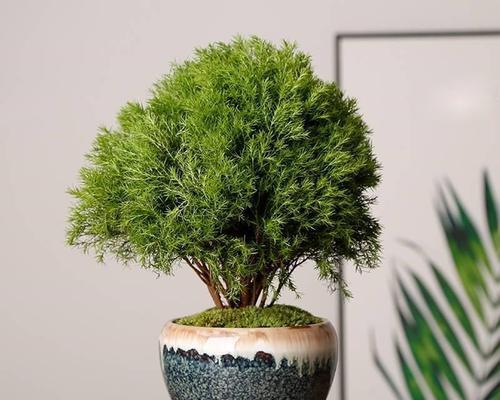 蓬莱松上盆最佳时间是什么时候？如何正确养护蓬莱松？