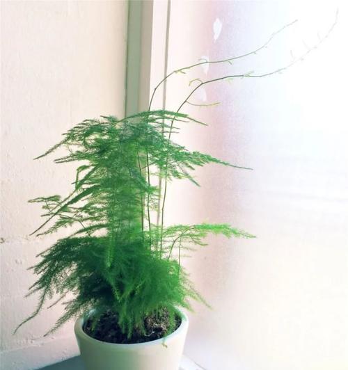 蓬莱松上盆最佳时间是什么时候？如何正确养护蓬莱松？