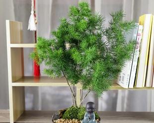 蓬莱松种植时选择深盆还是浅盆？哪种更适合？