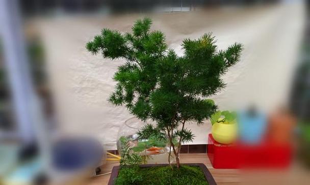 蓬莱松种植时选择深盆还是浅盆？哪种更适合？