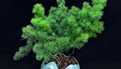 蓬莱松种植时选择深盆还是浅盆？哪种更适合？