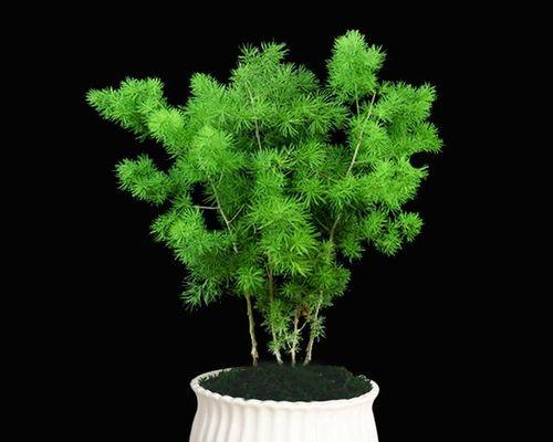 蓬莱松栽植时选择大盆还是小盆好？如何判断？