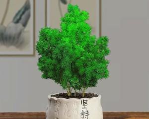 蓬莱松栽植时选择大盆还是小盆好？如何判断？
