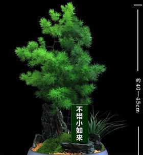 蓬莱松栽植时选择大盆还是小盆好？如何判断？