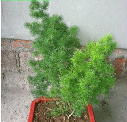 蓬莱松繁殖方法有哪些？繁殖过程中需要注意什么？
