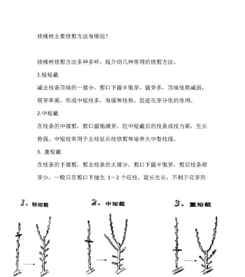 蓬莱松修剪方法有哪些？如何正确修剪蓬莱松？