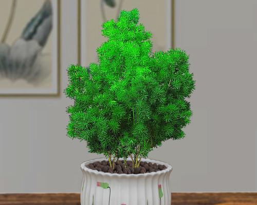 蓬莱松修剪方法有哪些？如何正确修剪蓬莱松？